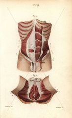 Muscles of the abdomen and the male genitals