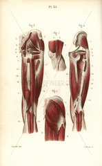 Muscles and tendons of the thigh and knee