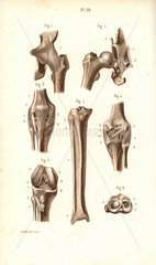 Hip joint and thigh bones