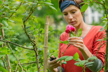 Woman pruning rosebush