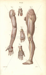Aponeuroses of the arm  leg  hand and foot