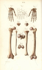 Hand  hip and leg bones