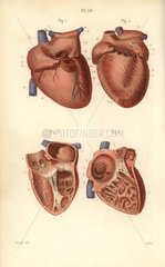 Sections of the heart