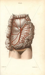 Circulatory system to the intestines