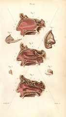 Sections of the nasal cavity