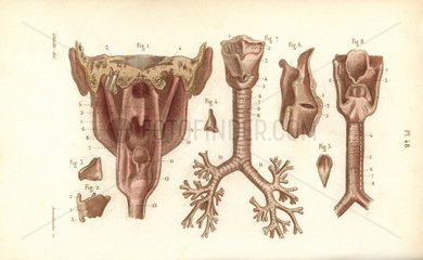 Sections of the pharynx and larynx