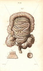 The intestines