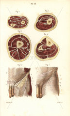 Aponeuroses of the torso