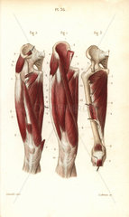 Muscles and tendons of the thigh