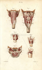 Muscles of the pharynx and larynx