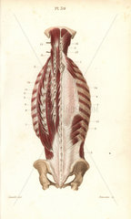 Inner muscles of the back