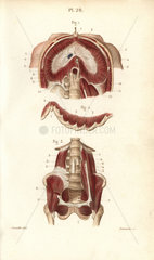 Muscles of the diaphragm  ribs and pelvis