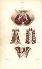 Muscles of the female genitals  sternum and neck