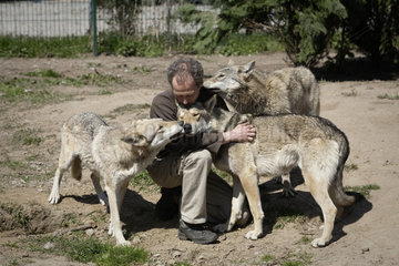 Jos de Bruin  Halter von Woelfen  Wolfhunden  Wolf-Hybriden und Dingos