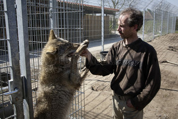 Jos de Bruin  Halter von Woelfen  Wolfhunden  Wolf-Hybriden und Dingos