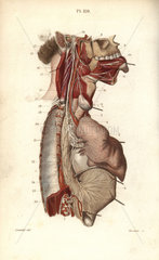 Glossopharyngeal nerve