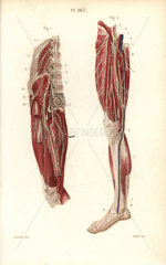 Lumbar plexus and crural nerves