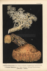 Comb tooth mushroom  Hericium coralloides  Hydnum coralloides  hydne coralloide  and lion's mane mushroom  Hericium erinaceus  Hydnum erinaceus  hydne herisson  edible.