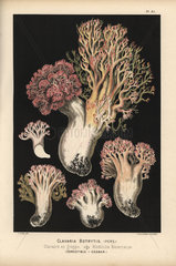 Cauliflower coral mushroom  Ramaria botrytis  Clavaria botrytis  clavaire en grappe  edible.