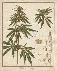 Cannabis plant  Cannabis sativa