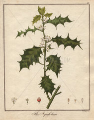 Holly  Ilex aquifolium