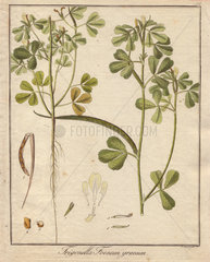 Fenugreek  Trigonella foenum-graecum