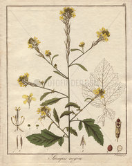 Black mustard  Sinapis nigra