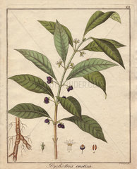 Ipecacuanha  Psychotria emetica