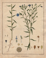 Common flax or linseed  Linum usitatissimum