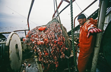 Arbeiten an Bord eines deutschen Fischtrawlers