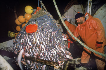 Arbeiten an Bord eines deutschen Fischtrawlers