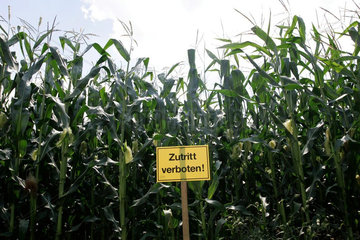 Feld angebaut gentenisch veraendertem Mais der Sorte MON 863 des Agrar Multis Monsanto  USA