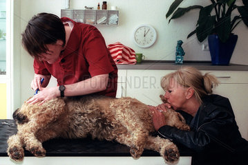Tierheilpraktikerin Claudia Arndt bereitet Airdale-Terrier Bessy fuer die Blutegel-Therapie vor.