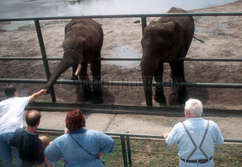 Safaripark Serengeti - Elefanten und Besucher