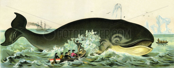 Walfisch-Jagd  1885