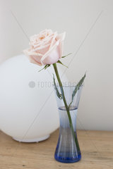 Single rose in vase