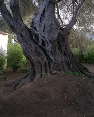 2000 Jahre alter Olivenbaum