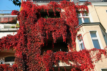 Wilder Wein  an eine Hauswand in Herbstfarben
