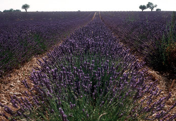 Frankreich - Provence - Lavendelfeld