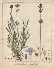 Common lavender  Lavandula angustifolia
