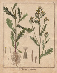 Common groundsel  Senecio vulgaris