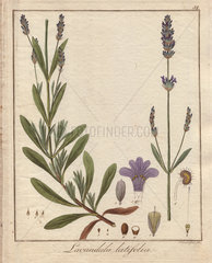 Spike lavender  Lavandula latifolia