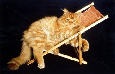 Katze im Liegestuhl