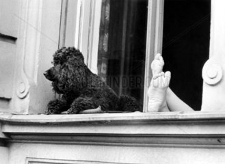Hund und Menschenfuesse am Fenster