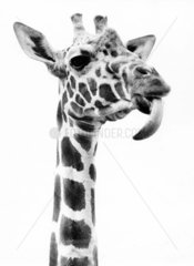 Giraffe streckt Zunge raus