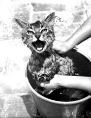 Katze wird gewaschen
