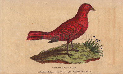 Summer red-bird Tanagra aestiva