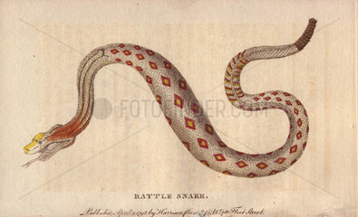 Rattlesnake Crotalus cerastes
