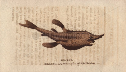 The sea bat or batfish Halieutea sp.