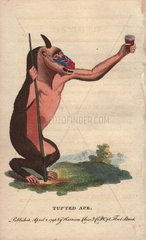 Tufted ape or mandrill Mandrillus sphinx (Simia mormon)